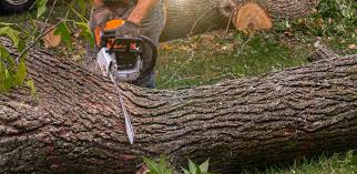 Best Storm Damage Tree Cleanup  in Bridgeview, IL